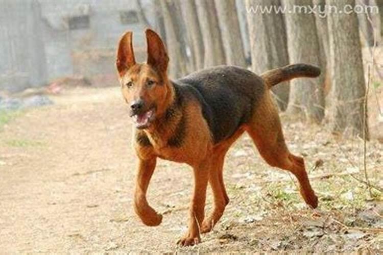 梦见狗追自己但没咬到自己