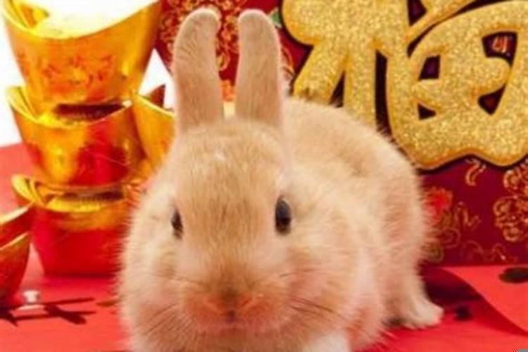 兔和羊的属相合不合结婚