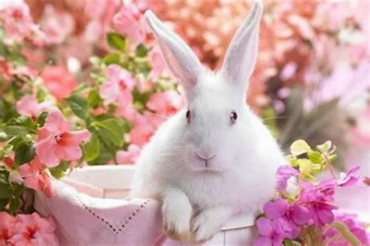 87年的兔佩戴什么招财