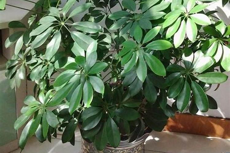 招财树放客厅什么位置旺财