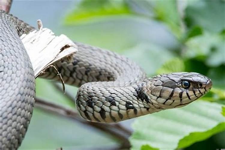 梦见来月经啥意思