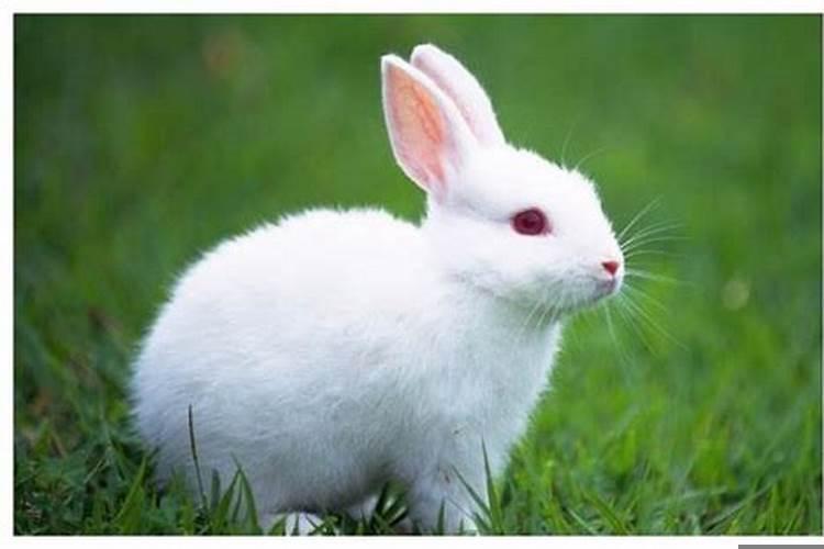 属兔人相克属相