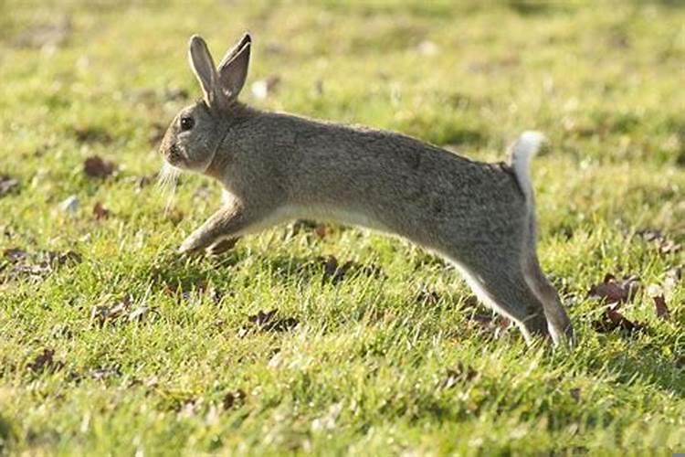 兔子怕什么颜色的光