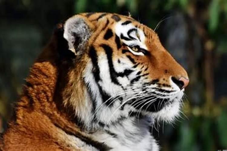 2022属虎的多少岁