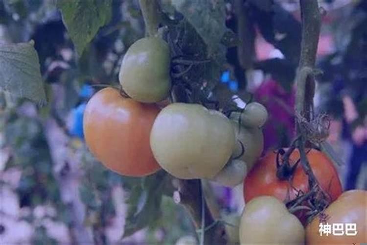 孕妇梦见熟透的西红柿