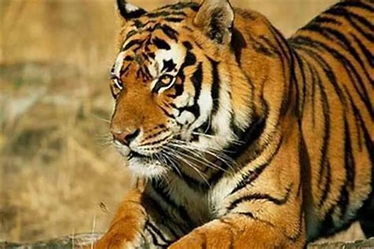 属虎人什么星座