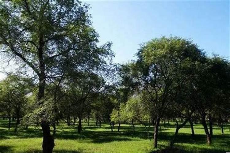 坟上榆树能不能砍