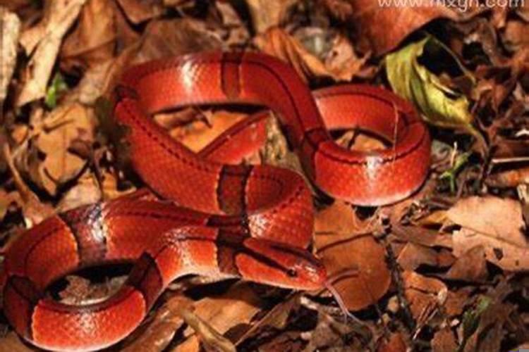 梦见红蛇是什么意思啊