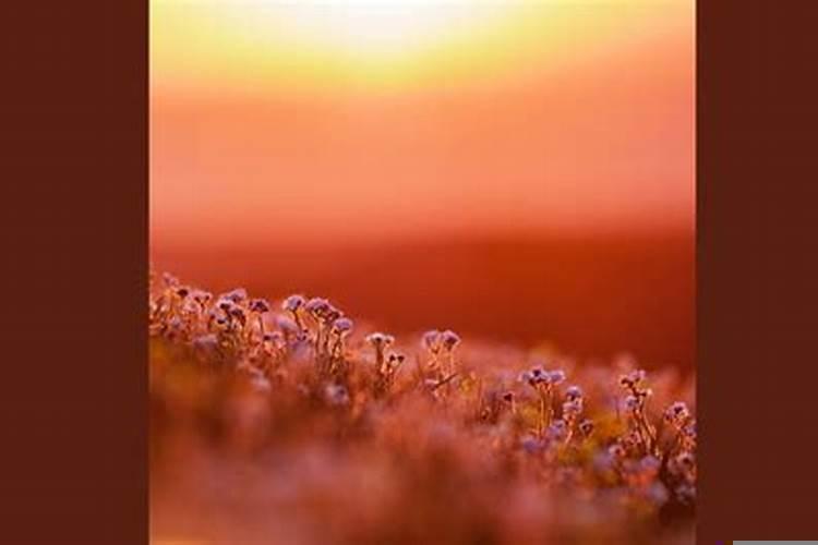 女生喜欢你梦到她什么