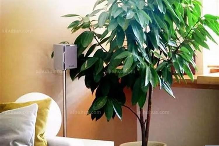 客厅最好的绿植