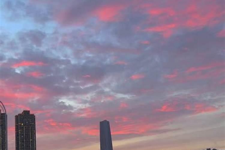 双子座的狗是什么样子的