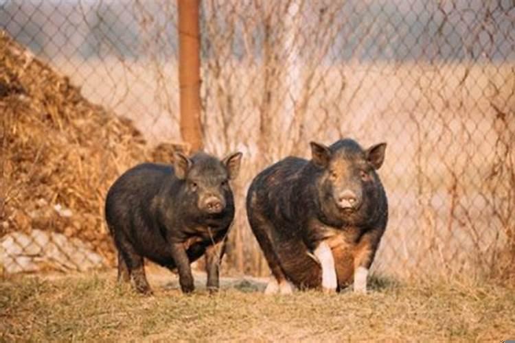 属猪的哪天出生命苦