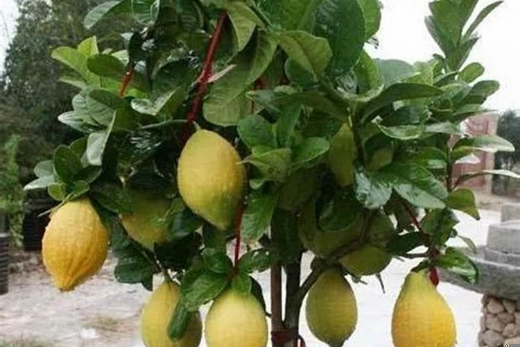 招财树放客厅什么位置旺财