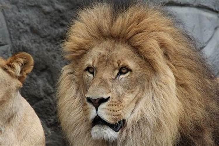 怎么能让狮子座男生回心转意