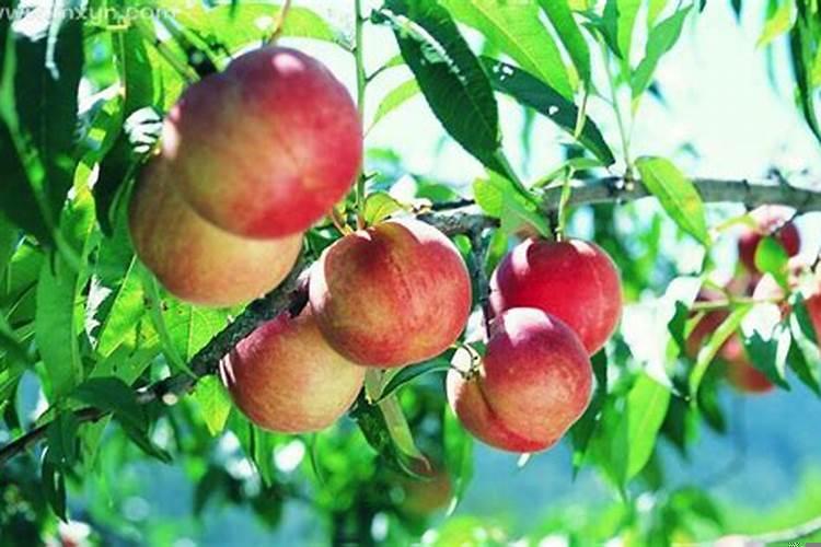 梦见很多桃树结满桃子红红的