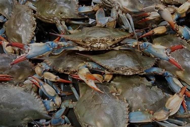 梦见抓很多海鲜