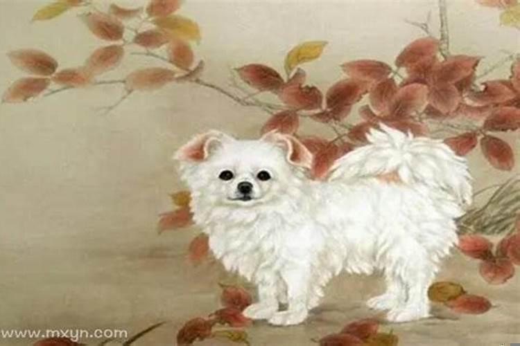 属狗的人好不好