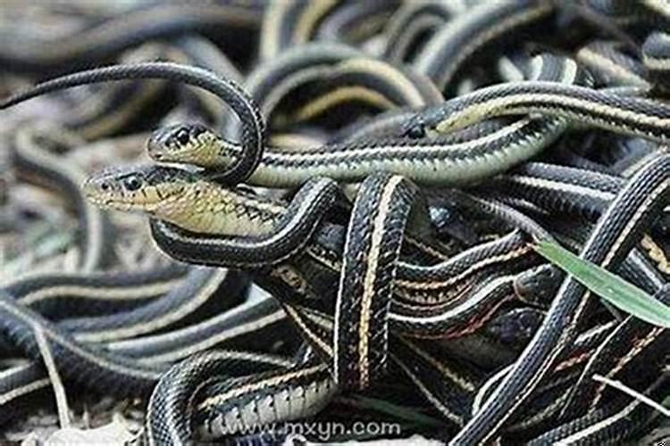 梦到蛇进入身体里