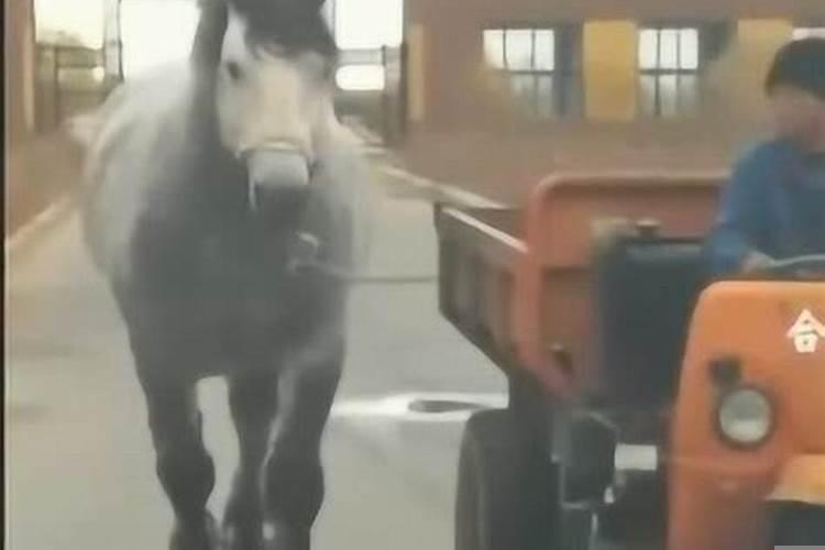 一般一匹马的重量是多少公斤