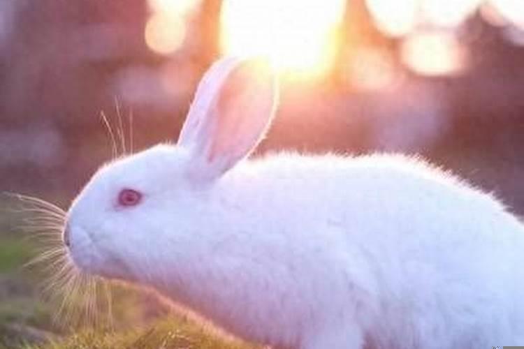 00年龙99年兔婚配