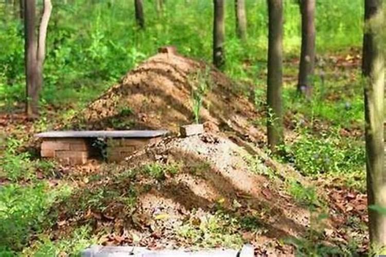 坟上的大树砍了好不好