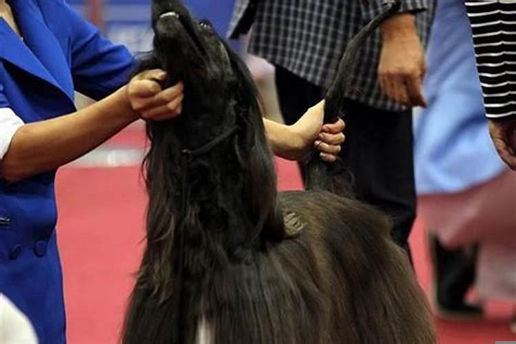 属狗女人和属龙的男子可以结婚吗好吗