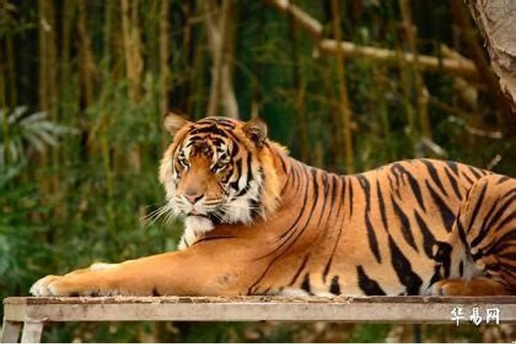 我是属虎的在家中挂虎有什么讲究吗