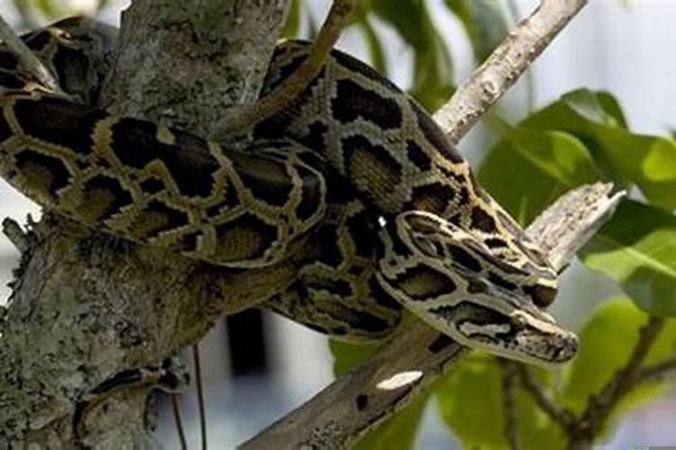 女人梦见蛇在自己肚子里预示着什么