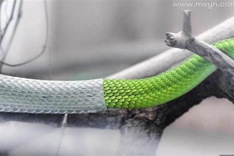 梦见鱼在屋顶游来游去