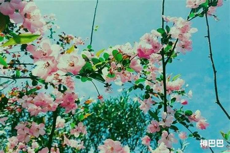 流年桃花煞是什么意思