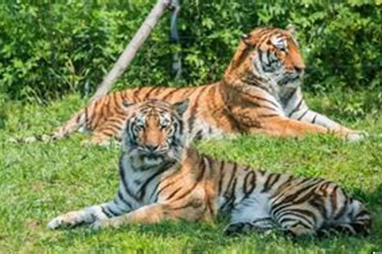 一般一匹马的重量是多少公斤