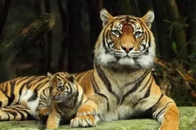 属虎的人2021年桃花运