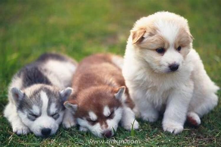 梦见三只狗是什么意思预兆着什么呢