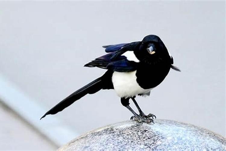 出门见喜鹊什么预兆