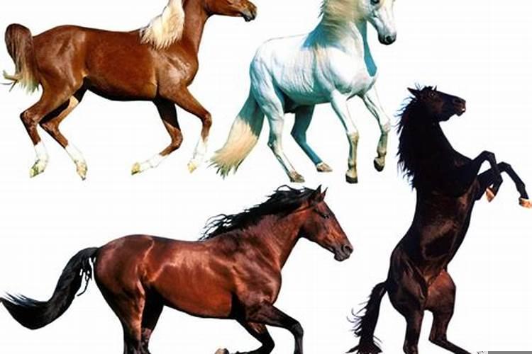 一般一匹马的重量是多少公斤