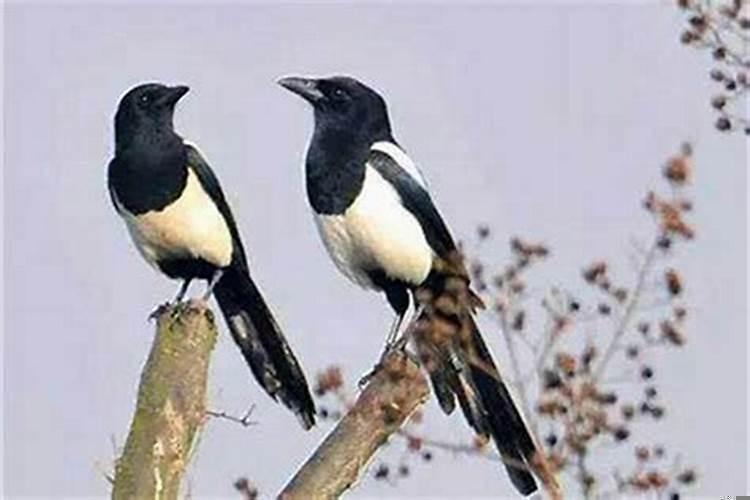 出门见喜鹊什么预兆