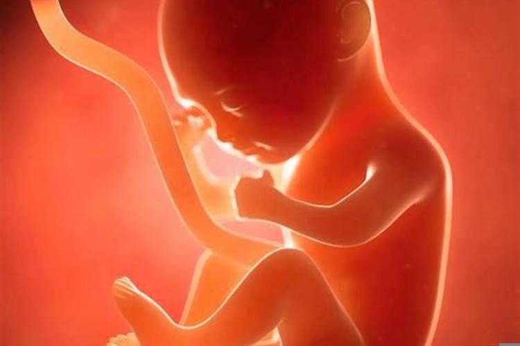 鼠爸和虎妈生什么宝宝合适