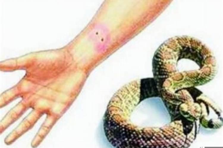 做梦梦到蛇咬狗什么预兆啊