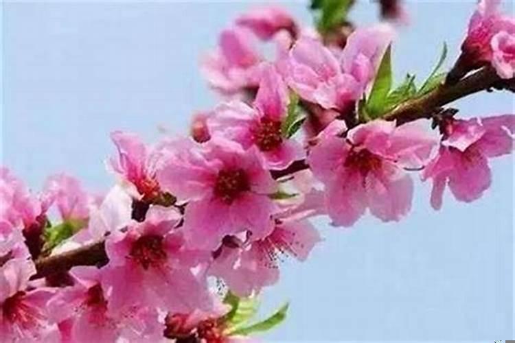 财运好桃花运会就会变好