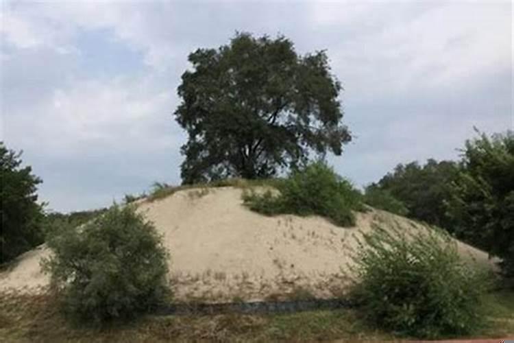 坟上的大树砍了好不好