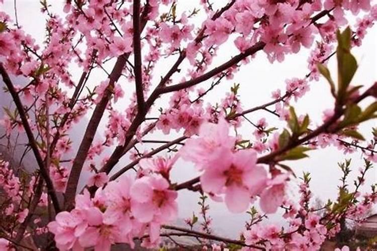 财运好桃花运会就会变好