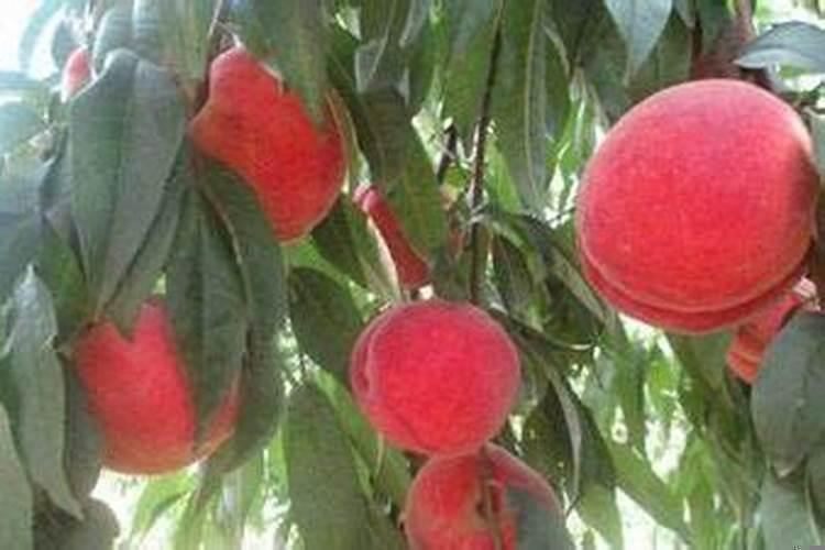 2025年12月安葬黄道吉日一览表