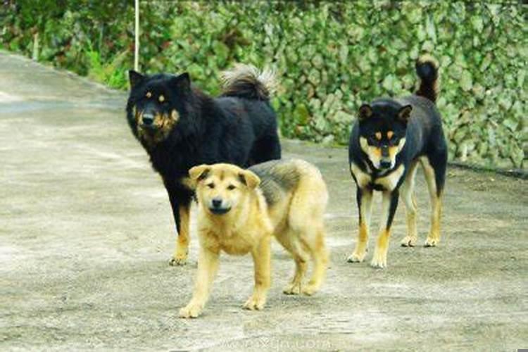 梦见三只狗是什么意思预兆着什么呢