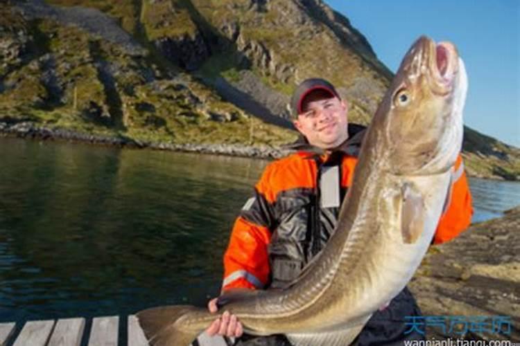 梦到自己救了一条美人鱼