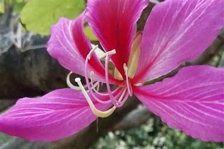 十二生肖的吉祥植物是什么