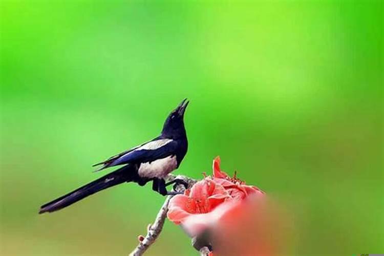 出门见喜鹊什么预兆