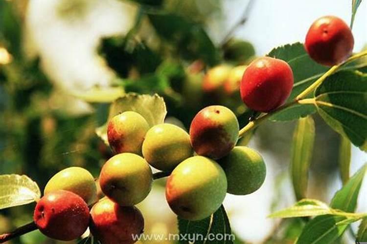 女人梦见在枣树下摘枣吃