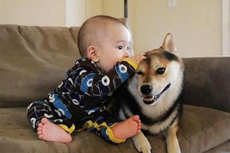 梦见狗对我说话是什么意思