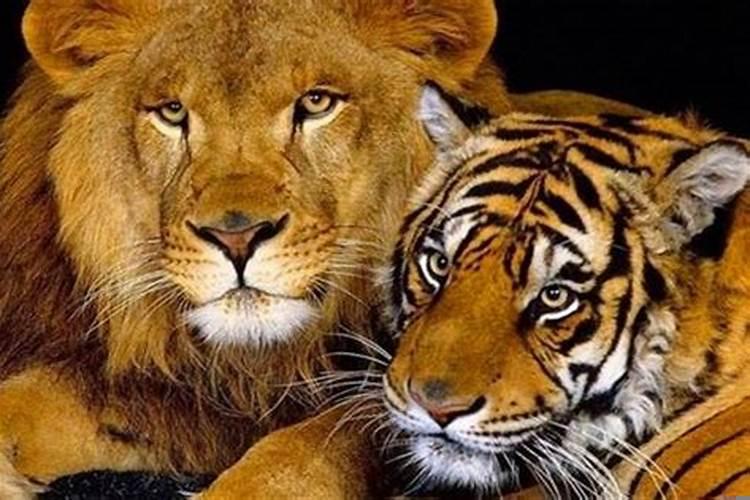 天生富贵吉祥的生肖