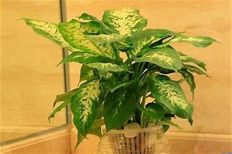 家里种什么绿植旺财运